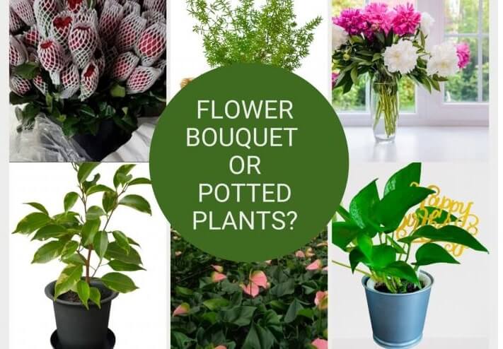Planner, Flower, Plant